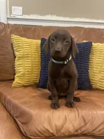 AKC female Teal-(chocolate), a male Labrador Retriever for sale in Dearing, GA – 1 of 4