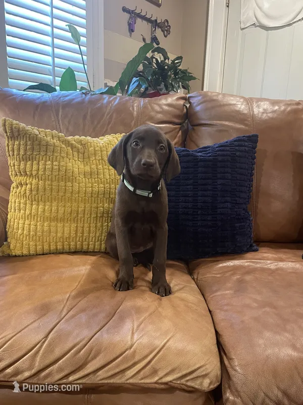 AKC female Teal-(chocolate) – Labrador Retriever puppy for sale in Dearing, GA