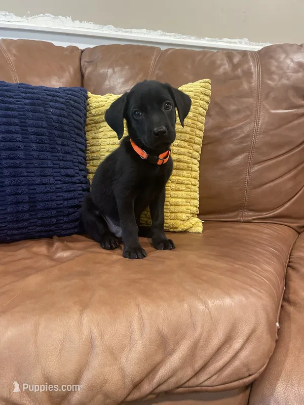 AKC Orange Male(black) – Labrador Retriever puppy for sale in Dearing, GA