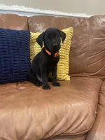 AKC Orange Male(black), a male Labrador Retriever for sale in Dearing, GA – 1 of 4