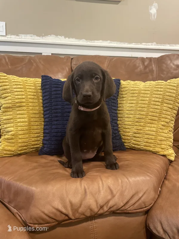 AKC female Pink-(chocolate) – Labrador Retriever puppy for sale in Dearing, GA