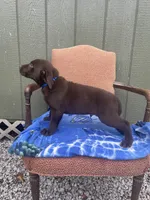 AKC Blue Male(chocolate), a male Labrador Retriever for sale in Dearing, GA – 2 of 4