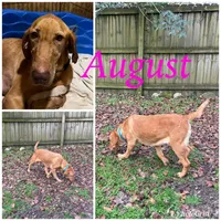 AKC Red Male(chocolate), a male Labrador Retriever for sale in Dearing, GA – 3 of 4