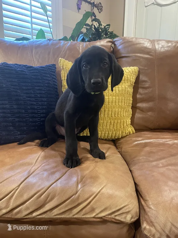 AKC male Green(black) – Labrador Retriever puppy for sale in Dearing, GA
