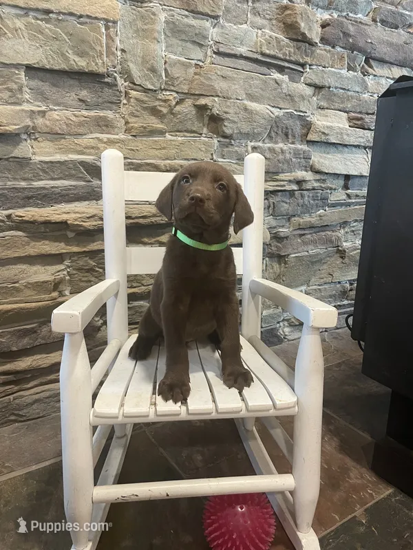 Green Female – Labrador Retriever puppy for sale in Dearing, GA