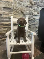 Green Female, a female Labrador Retriever for sale in Dearing, GA – 1 of 4