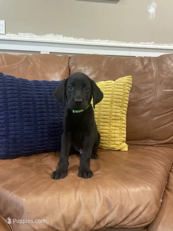 AKC male Green(black) – Labrador Retriever puppy for sale in Dearing, GA