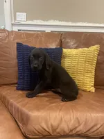 AKC female Yellow-(black), a male Labrador Retriever for sale in Dearing, GA – 2 of 4