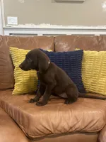 AKC female Pink-(chocolate), a male Labrador Retriever for sale in Dearing, GA – 2 of 4