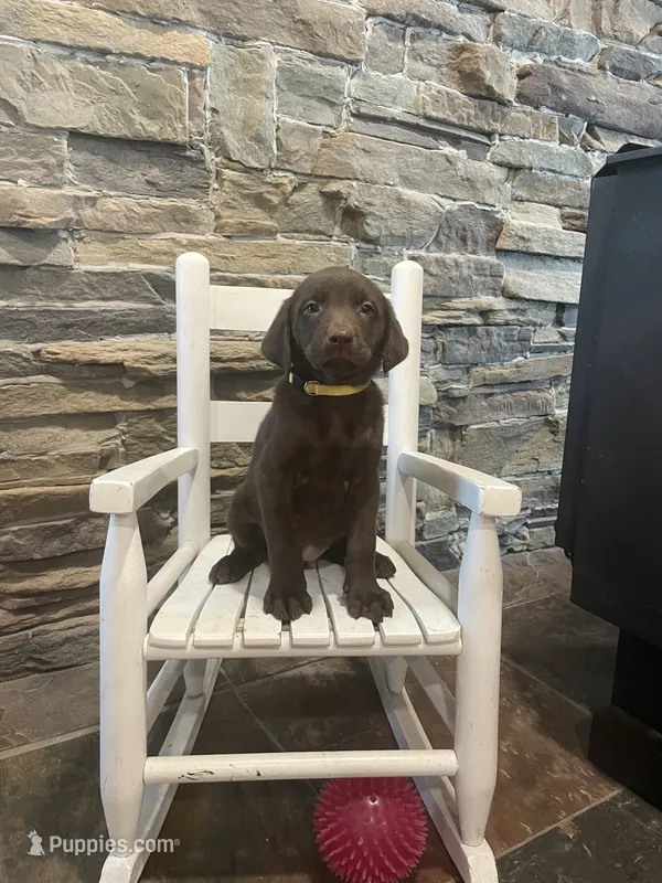 Yellow Female – Labrador Retriever puppy for sale in Dearing, GA