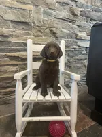 Yellow Female, a female Labrador Retriever for sale in Dearing, GA – 1 of 4