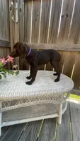 AKC female-Purple(chocolate), a female Labrador Retriever for sale in Dearing, GA – 2 of 6