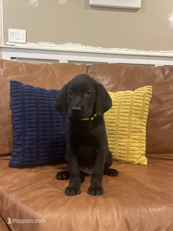 AKC female Yellow-(black) – Labrador Retriever puppy for sale in Dearing, GA