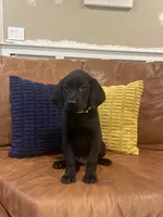 AKC female Yellow-(black), a male Labrador Retriever for sale in Dearing, GA – 1 of 4