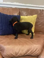 AKC Orange Male(black), a male Labrador Retriever for sale in Dearing, GA – 2 of 4