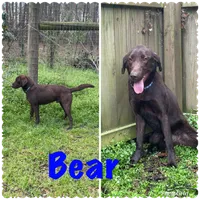 AKC Blue Male(chocolate), a male Labrador Retriever for sale in Dearing, GA – 4 of 4