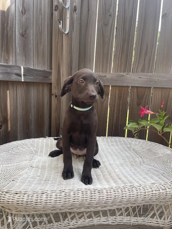 AKC female Teal-(chocolate) – Labrador Retriever puppy for sale in Dearing, GA