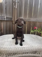 AKC female Teal-(chocolate), a female Labrador Retriever for sale in Dearing, GA – 2 of 5