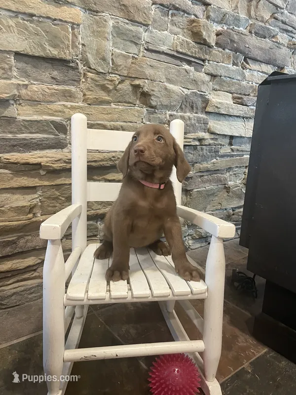 Pink Female – Labrador Retriever puppy for sale in Dearing, GA