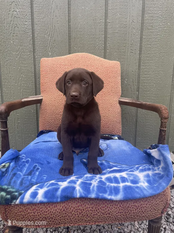 AKC Blue Male(chocolate) – Labrador Retriever puppy for sale in Dearing, GA