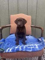 AKC Blue Male(chocolate), a male Labrador Retriever for sale in Dearing, GA – 1 of 4