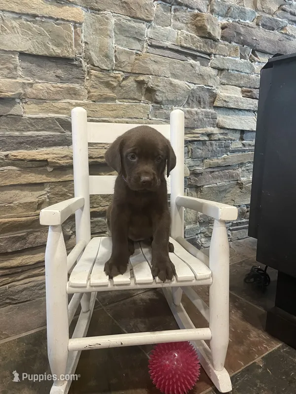 Purple Female  – Labrador Retriever puppy for sale in Dearing, GA