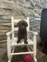 Purple Female , a female Labrador Retriever for sale in Dearing, GA – 1 of 4