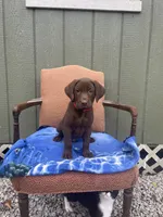 AKC Red Male(chocolate), a male Labrador Retriever for sale in Dearing, GA – 1 of 4