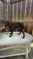 AKC female Teal-(chocolate), a female Labrador Retriever for sale in Dearing, GA – 3 of 5