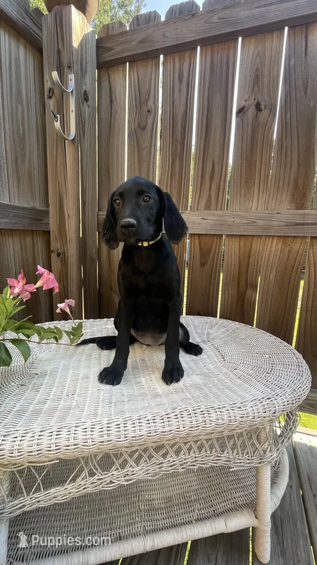 AKC female Yellow-(black) – Labrador Retriever puppy for sale in Dearing, GA