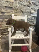 Green Female, a female Labrador Retriever for sale in Dearing, GA – 2 of 4