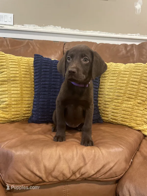 AKC female-Purple(chocolate) – Labrador Retriever puppy for sale in Dearing, GA