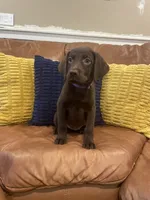 AKC female-Purple(chocolate), a male Labrador Retriever for sale in Dearing, GA – 1 of 4