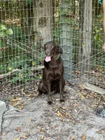 Pink Female, a female Labrador Retriever for sale in Dearing, GA – 4 of 4
