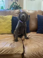 AKC female-Purple(chocolate), a female Labrador Retriever for sale in Dearing, GA – 4 of 6