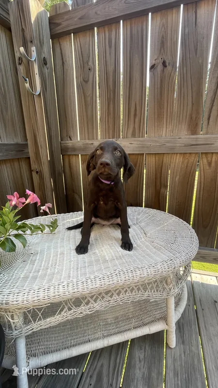 AKC female-Purple(chocolate) – Labrador Retriever puppy for sale in Dearing, GA