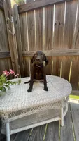 AKC female-Purple(chocolate), a female Labrador Retriever for sale in Dearing, GA – 1 of 6