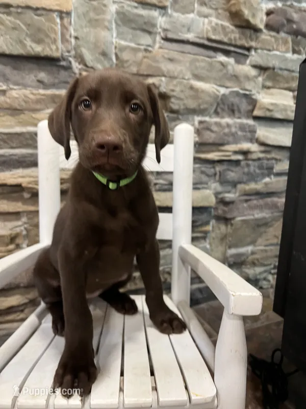 Green Female – Labrador Retriever puppy for sale in Dearing, GA
