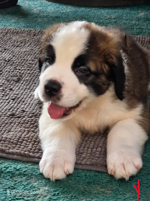 Houdini – Saint Bernard puppy for sale in Plum City, WI