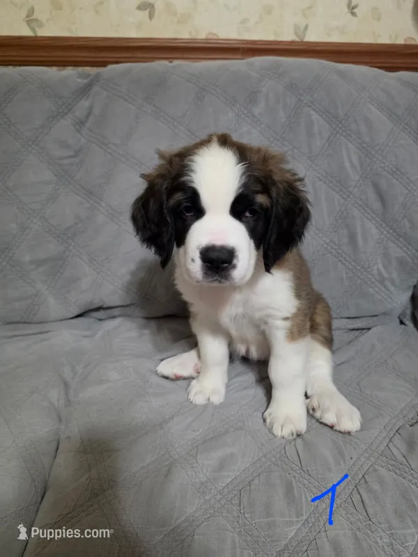 Thumbelina  – Saint Bernard puppy for sale in Plum City, WI