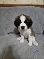 Thumbelina , a female Saint Bernard for sale in Plum City, WI – 1 of 1