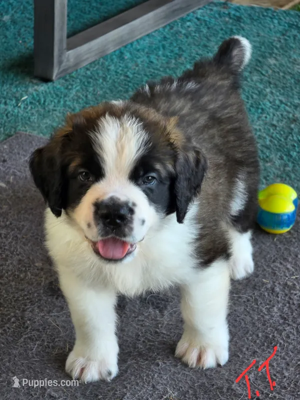 Tiny Tim – Saint Bernard puppy for sale in Plum City, WI