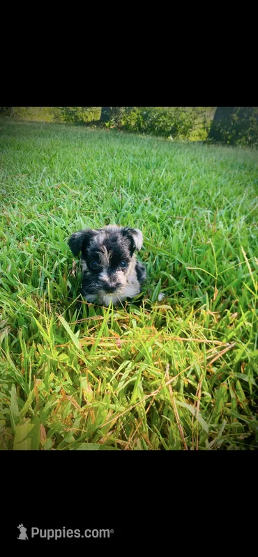 Morkie – Yorkshire Terrier puppy for sale in Nashville, TN