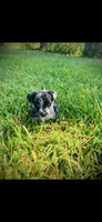 Morkie, a female Yorkshire Terrier for sale in Nashville, TN – 1 of 1