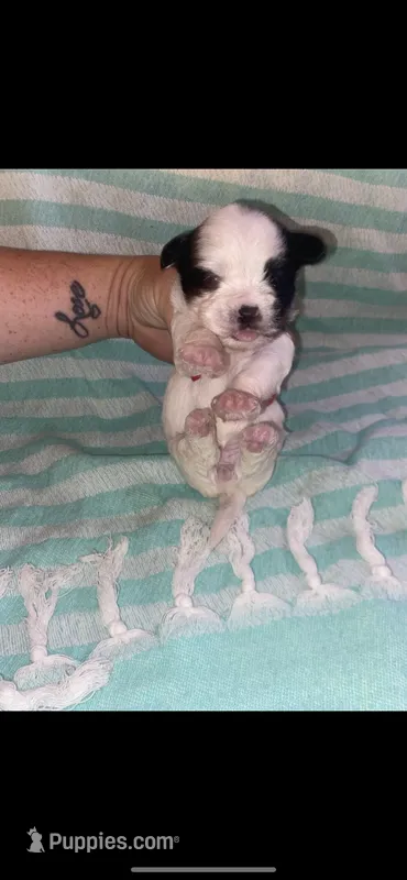 Birdie – Yorkipoo puppy for sale in Bowling Green, KY
