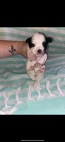 Birdie, a female Yorkipoo for sale in Bowling Green, KY – 1 of 3