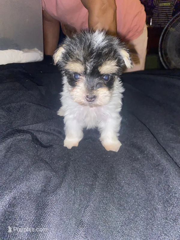 Lukey  – Yorkshire Terrier puppy for sale in Nashville, TN