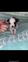 Birdie, a female Yorkipoo for sale in Bowling Green, KY – 3 of 3