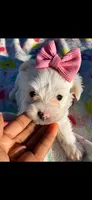 Morkies, a female Yorkshire Terrier for sale in Nashville, TN – 2 of 2