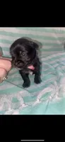 Buckie , a male Yorkipoo for sale in Bowling Green, KY – 2 of 2
